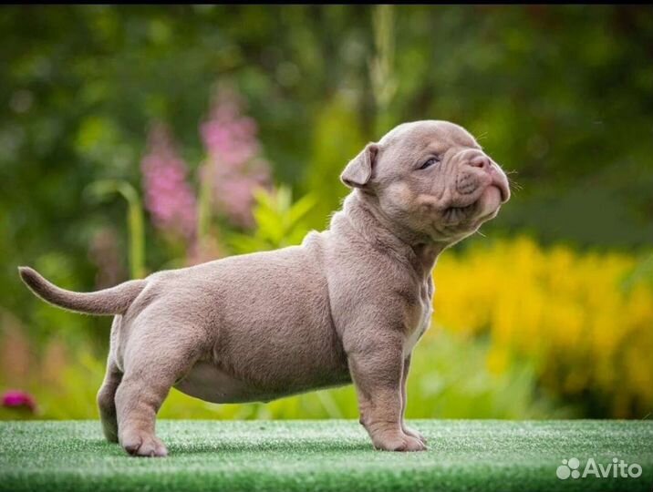 Щенки американского булли, открыт резерв