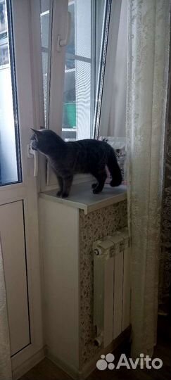 Передержка домашних животных