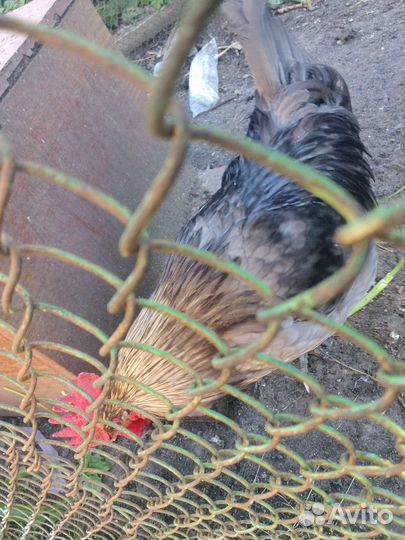 Сильверудд блу