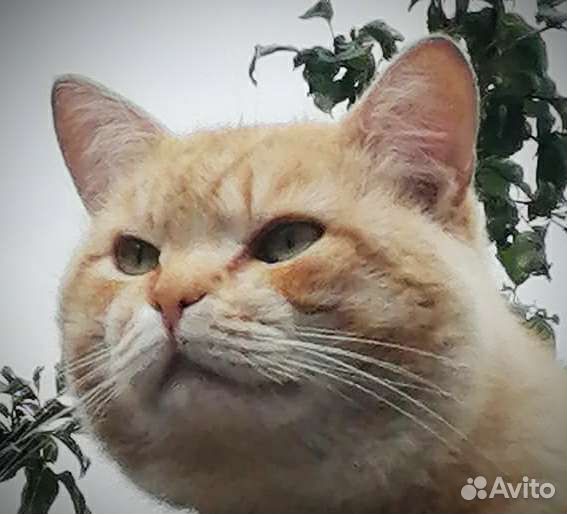 Котику нужен дом
