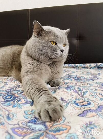 Британский кот для вязки