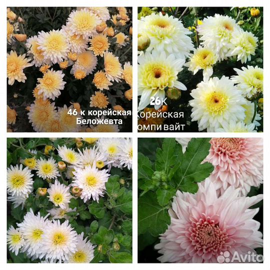 Хризантема