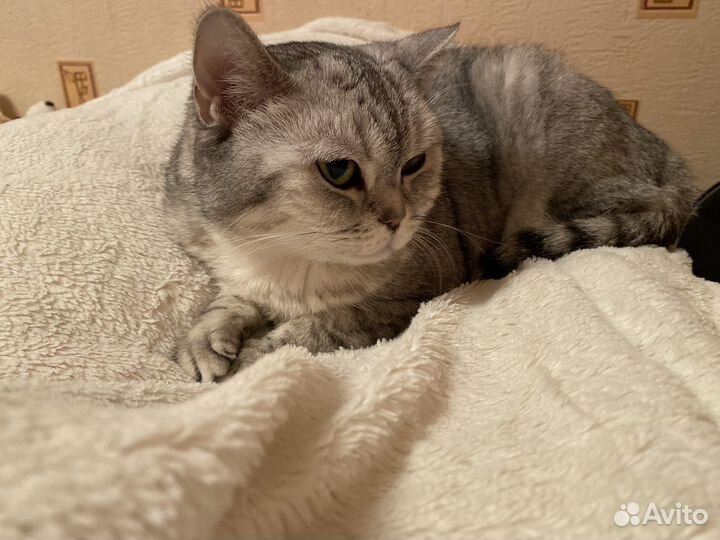 Шотланка прямоухая