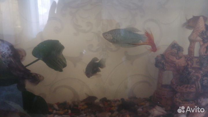 Аквариум с рыбками