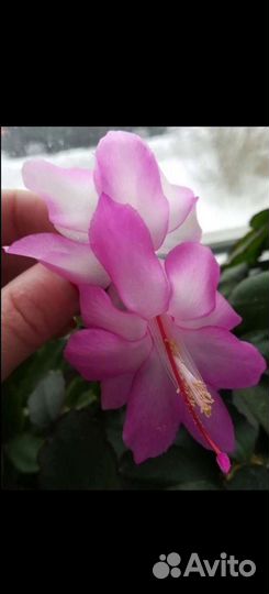 Декабристы зимние (шлюмбергеры)