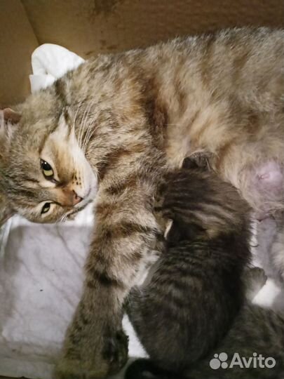 Котик от домашней кошки