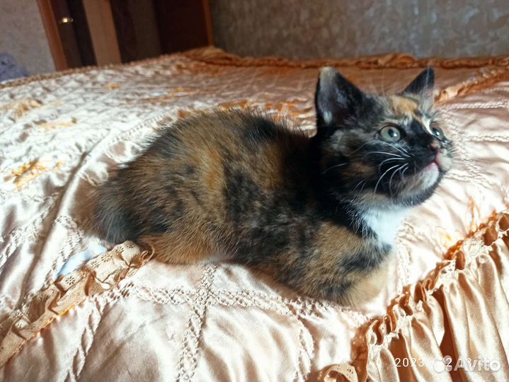 Трехцветный котенок