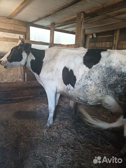 Корова голштинской породы