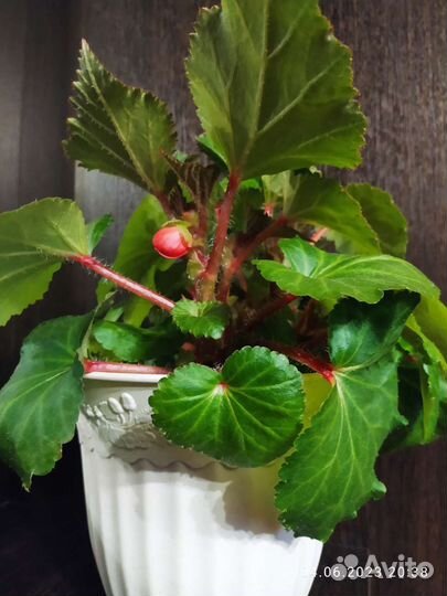 Комнатные цветы кислица,бегония красная махровая
