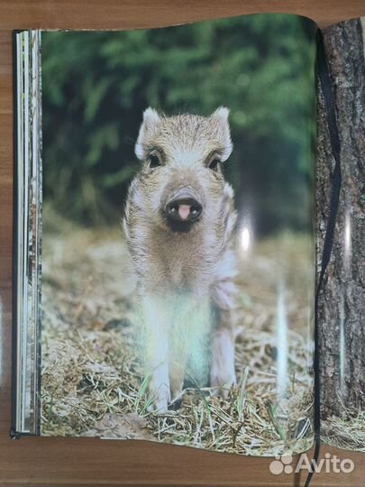 Охотничьи просторы. Орловское полесье. Книга II