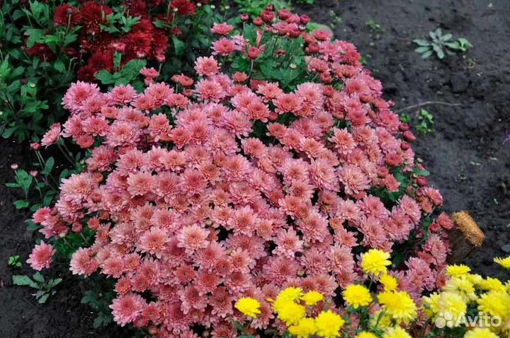 Хризантема мультифлора