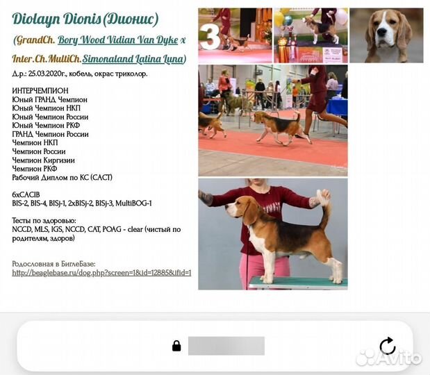 Щенки Бигля