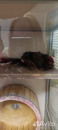 Передержка шиншилл