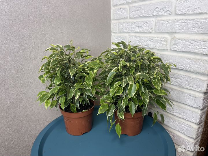 Фикус бенжамина кинки комнатные цветы