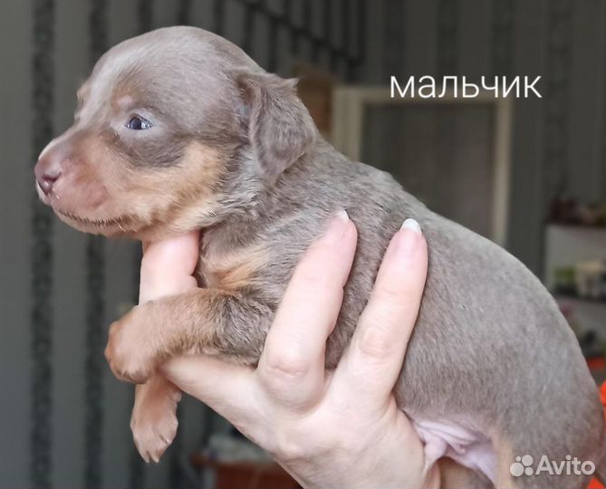 Той-терьер щенки