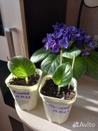 Фиалка листики с корнями