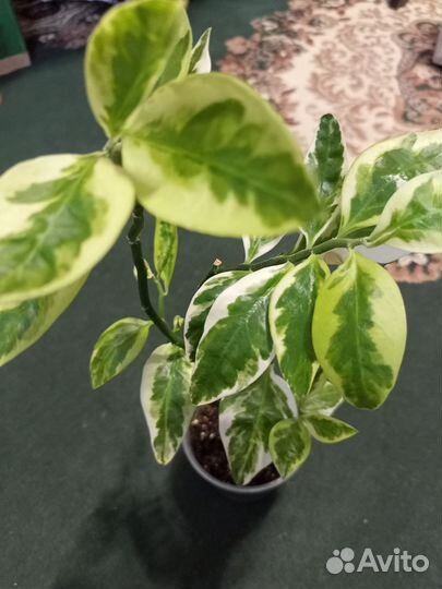 Комнатные растения большие