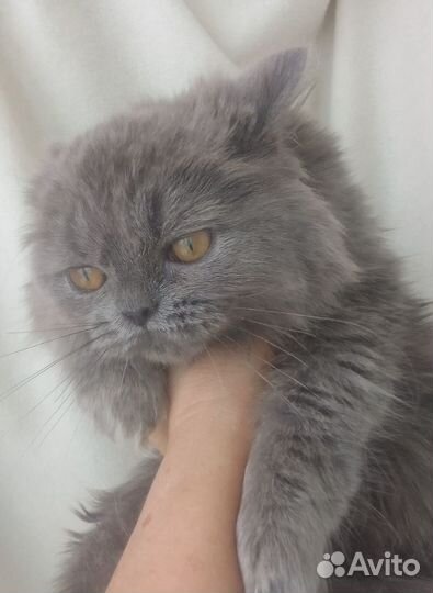 Британочка