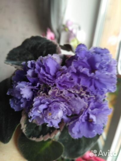 Сортовые фиалки.Комнатные цветы