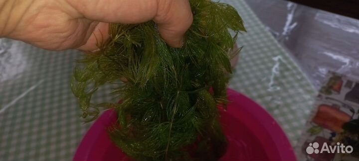 Водоросли для аквариума