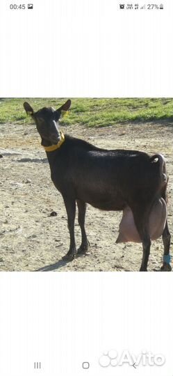 Семя козла; Рептух