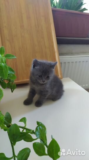 Котята в хорошие руки