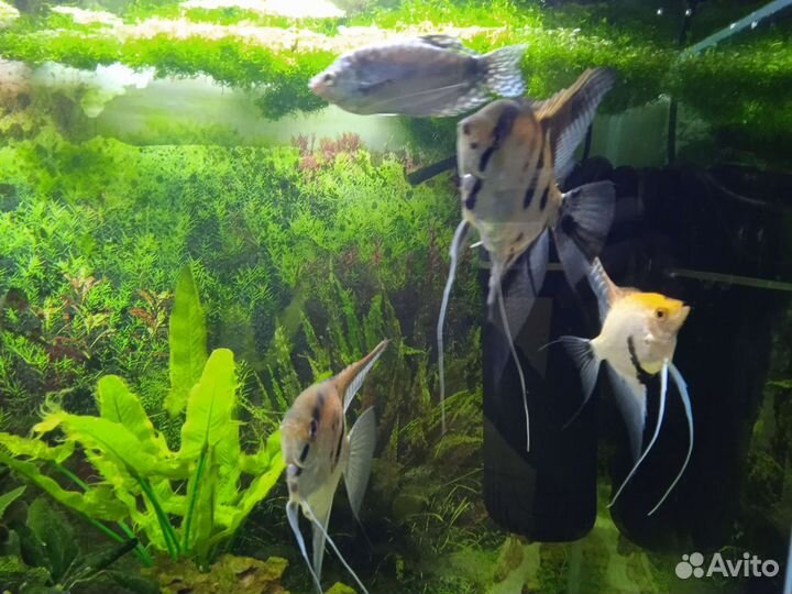 Аквариум