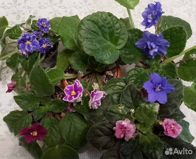 Фиалки цветущие в горшочках