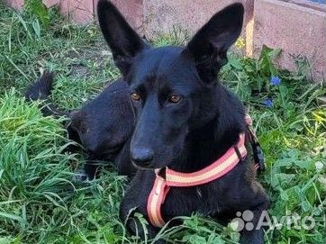 Собака в добрые руки отдам бесплатно