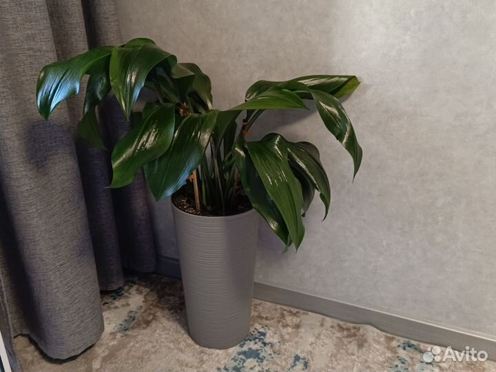 Эухарис амазонская лилия