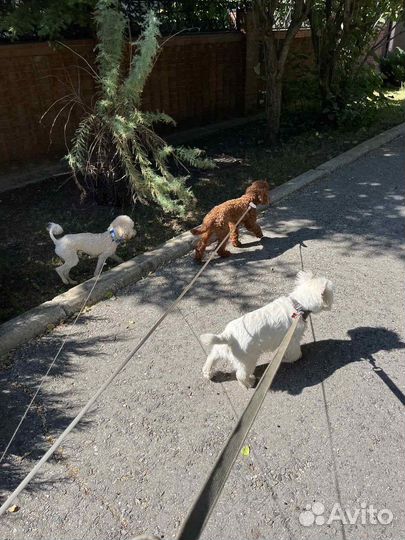 Гостиница для животных/ передержка