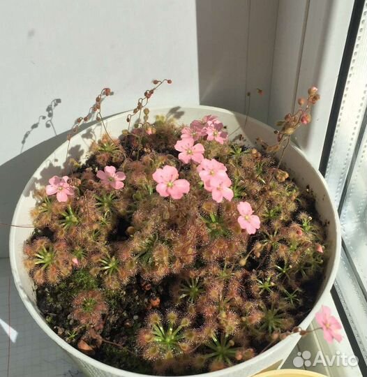 Хищное растение росянка drosera pulchella x omissa