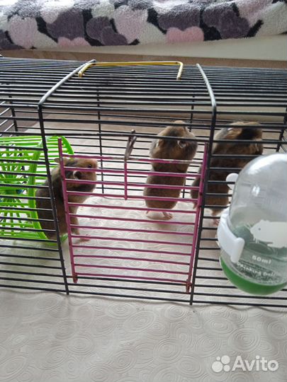 Сирийский хомяк малыш