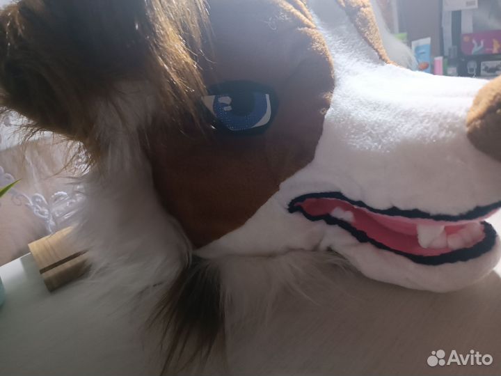 Фурсьют собака