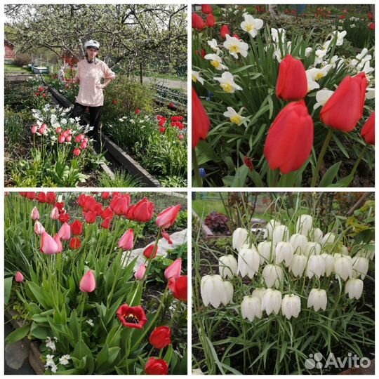 Помощник на дачу