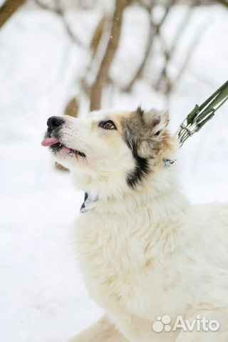 Пёс-аристократ ищет дорогу домой