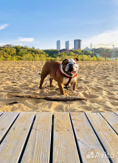 Английский бульдог вязка