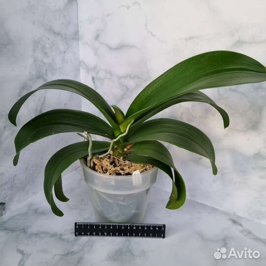 Фаленопсис пелор Патрик