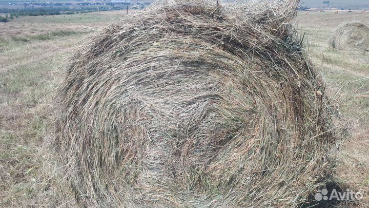 Продам сено в рулонах