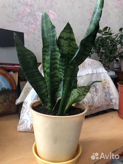 Комнатные цветы