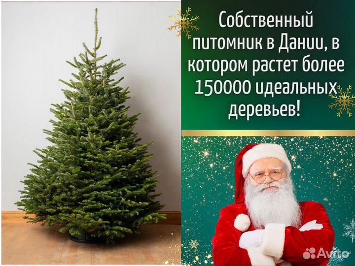 Пихта Фразера Живые елки оптом Новогодняя