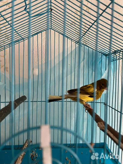 Поющие кеноры