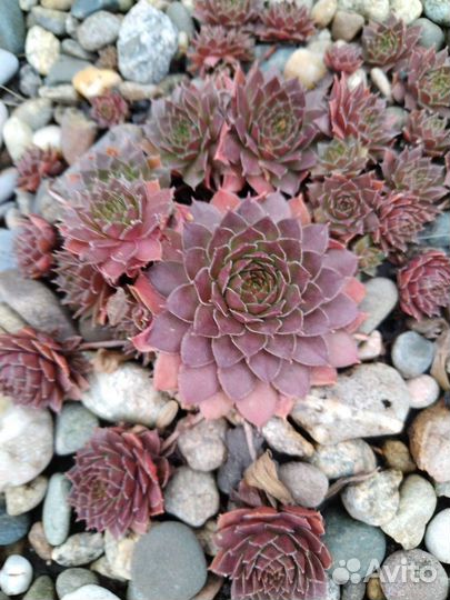 Молодило и седумы сортовые