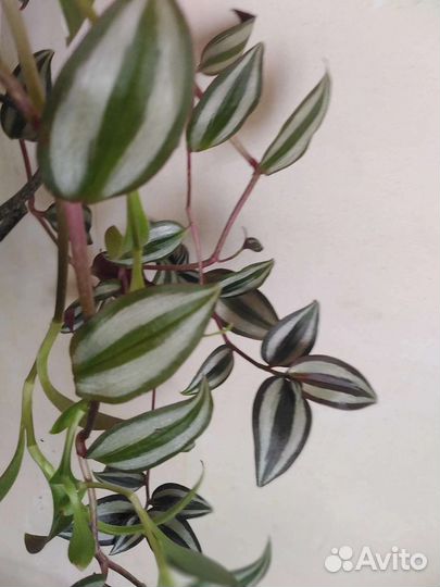 Молочай, традесканция