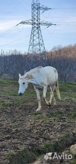 Лошадь жеребец