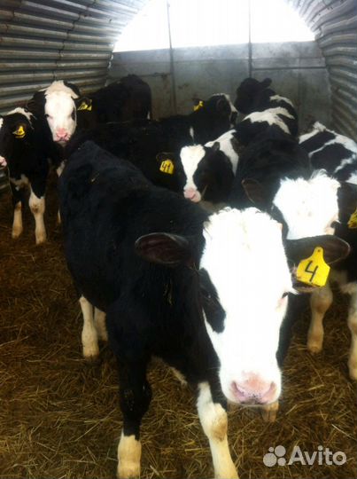 Телята бычки мясные