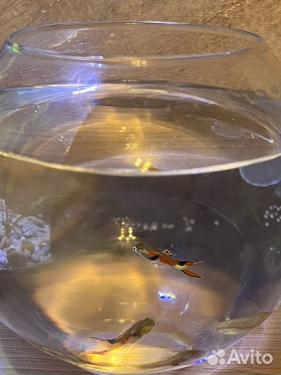 Рыбки гуппи