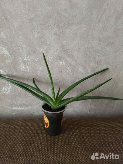 Алоэ вера лечебный