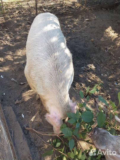 Хряк на племя