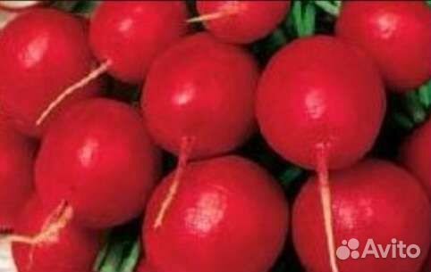 Продам набор семян редиса